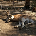 kangaroo is sleeping