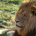 lion in zoo