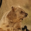 polar bear in zoo