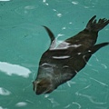 seal in zoo