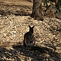 wallaby