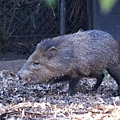 wild boar in zoo