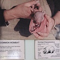 baby wombat
