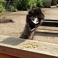 emu in awful face