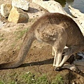 kangaroo is thirsty