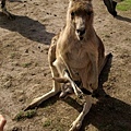 kangaroo with baby