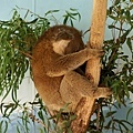 lazy koala