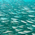 熱浪島的魚群
