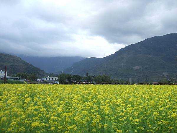 林田山油菜花田4.JPG