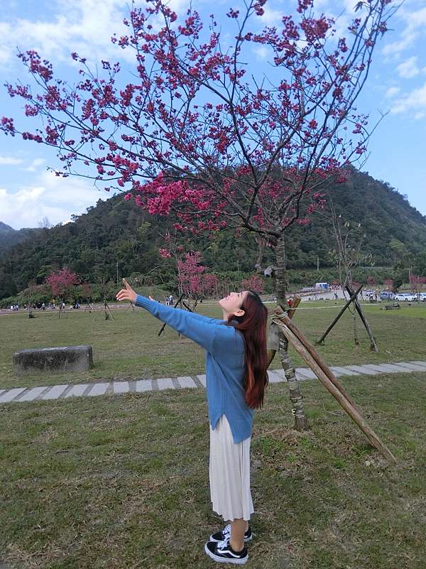 台中景點 和平鄉 武陵農場櫻花季必遊全台最美櫻花一日遊省時方便 花洛米一起去玩耍