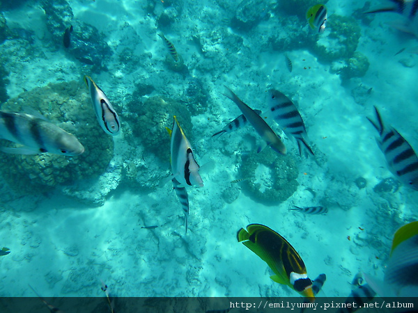 魚兒魚兒海中游