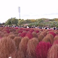 艾蜜莉關天空公園18波波草.JPG