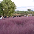 艾蜜莉關天空公園19粉紅亂子草.JPG