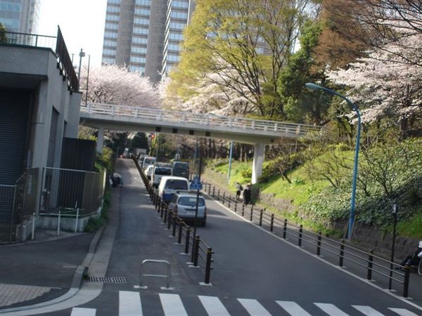 日本的街道，隨處都是櫻花喔!