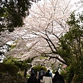 日本的櫻花真的好多，而且都很大株耶！應該種了五十年有了吧～！