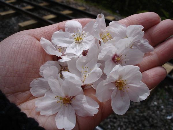 近看櫻花，似乎長的好像我們的油桐花喔！