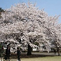 新宿御院裡，佔地真的很大喔！以前是皇室的花園耶！