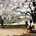 應該是要坐下來慢慢的欣賞櫻花的美了!