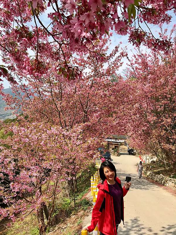 健行 新竹尖石鄉司馬庫斯上帝的部落 交通 住宿 跟團 櫻花管制 美容師碎碎念 痞客邦