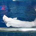 海生館-小白鯨