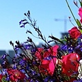 DSC01537 - 版本2.jpg
