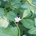 20110508_81.JPG