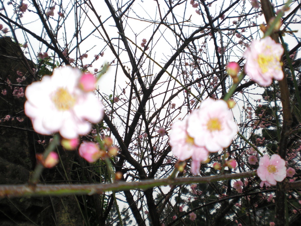櫻花近拍