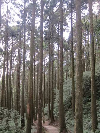 東眼山之樹木