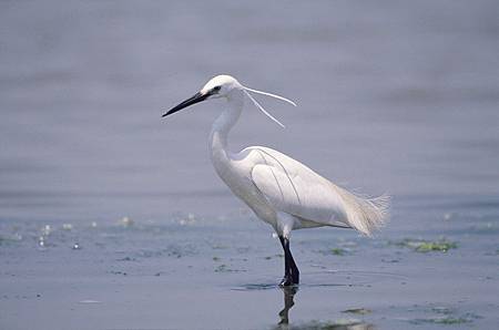 bigkmnp-slide-bird_Ardeidae-0011-0001.jpg