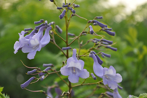 DSC_7453.JPG DSC_7453.JPG