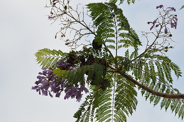 DSC_7371.JPG DSC_7371.JPG