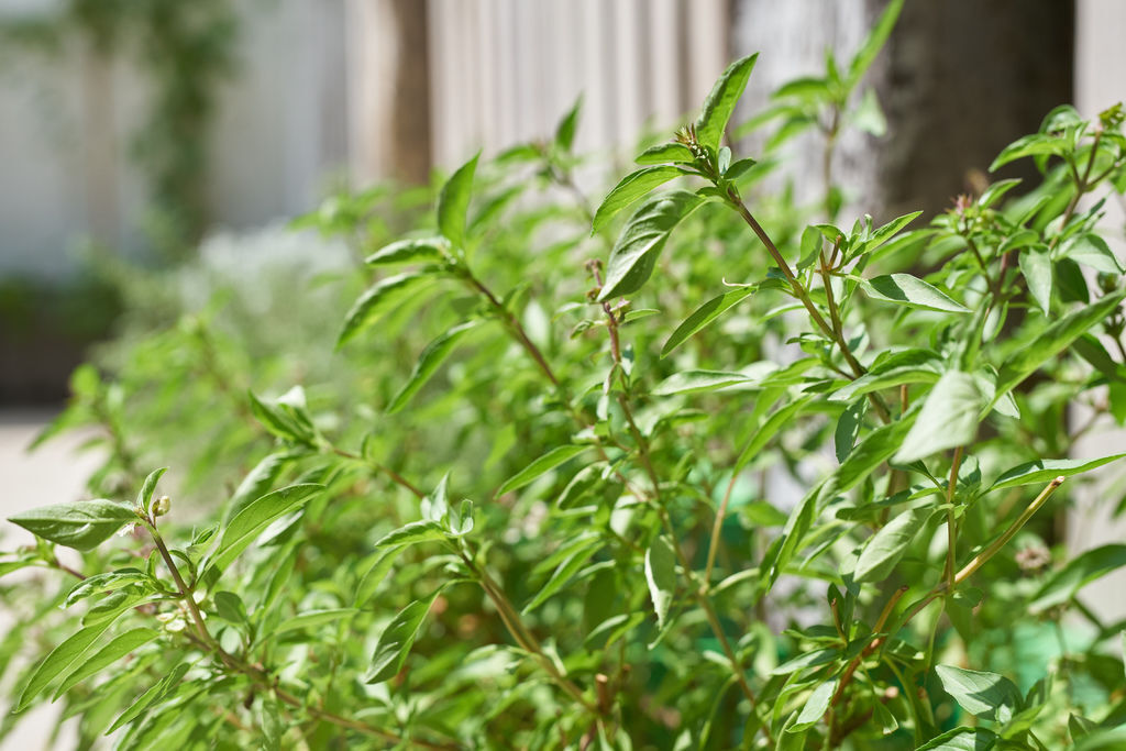 1_DSC2399.jpg 1_DSC2399.jpg