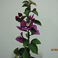 小圓葉小花紫1.JPG