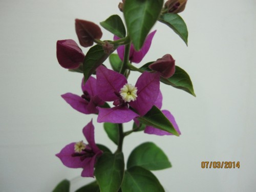 小圓葉小花紫2.JPG