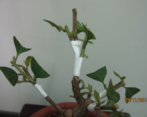 小型盆栽10-4
