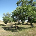 IMG_0238.JPG