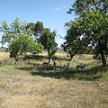 IMG_0239.JPG