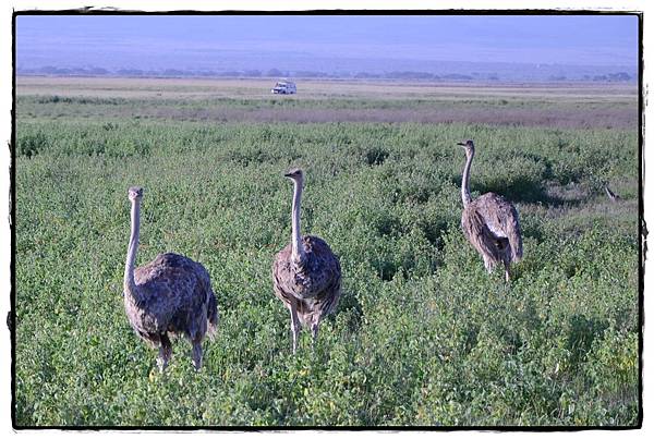 0212-早晨Safari-鴕鳥