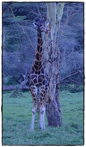 0215-Lake Nakuru 羅氏長頸鹿2