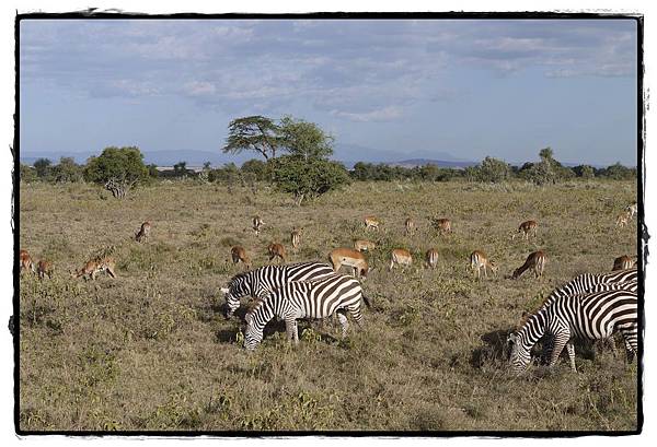 0215-Lake Nakuru 動物很多