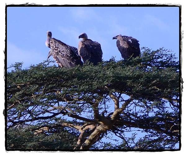 0215-Lake Nakuru 禿鷹