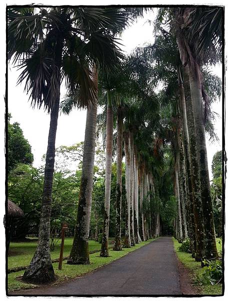 0222-植物園-椰林大道