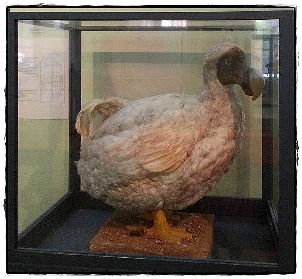 0225-歷史博物館-嘟嘟鳥模型