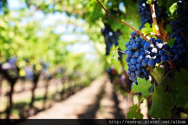 purple-grapes-553463_1920.jpg purple-grapes-553463_1920.jpg