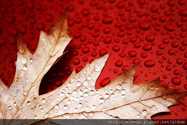 red leaves wet water drops desktop background wallpaper.jpg red leaves wet water drops desktop background wallpaper.jpg