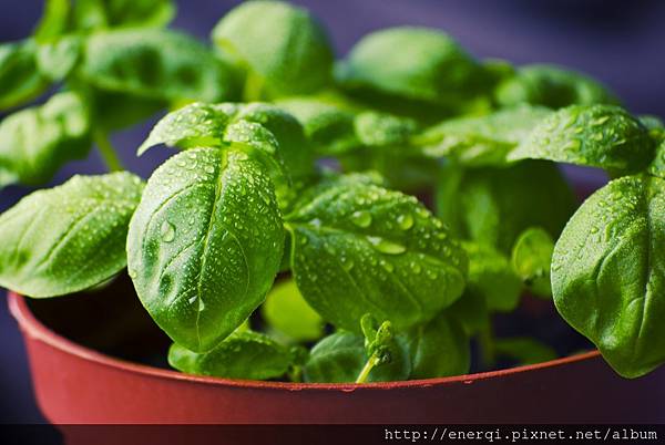 basil-932079.jpg basil-932079.jpg
