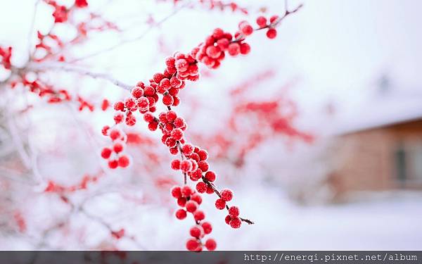 berries-red-branch-tree-winter-nature-1.jpg berries-red-branch-tree-winter-nature-1.jpg