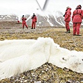 北極熊餓死