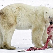 北極熊吃小熊3
