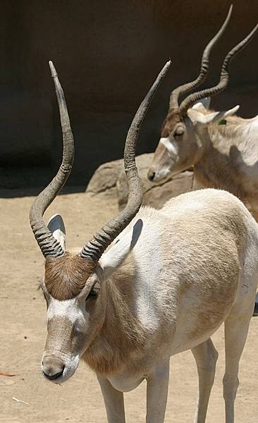 Addax_heads